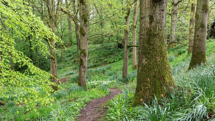 Path snaking through the woodland at Acorn Bank. On either side are large, old trees and green, lush vegetation.